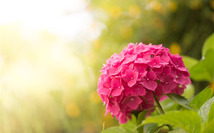 Hortensia rosa, flores, resplandor Fondos de pantalla, imagen