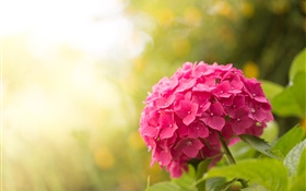 Hortensia rosa, flores, resplandor