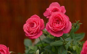 Rosas rosadas, flores