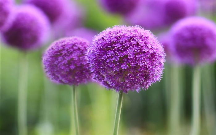 Flores púrpuras, bola, bokeh Fondos de pantalla, imagen