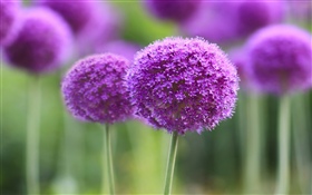 Flores púrpuras, bola, bokeh HD fondos de pantalla