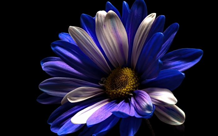 Flor de pétalos blancos púrpuras, fondo negro Fondos de pantalla, imagen