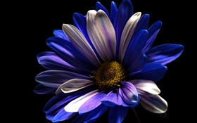 Flor de pétalos blancos púrpuras, fondo negro HD fondos de pantalla