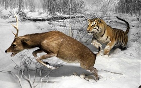 Ciervo de la caza del tigre