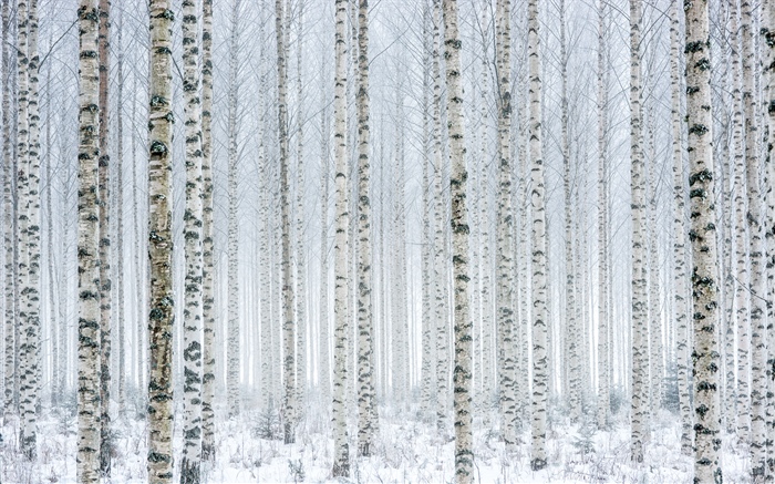 Árboles, abedul, bosque, nieve, invierno Fondos de pantalla, imagen