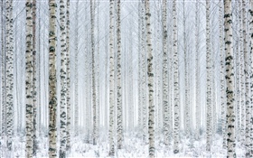 Árboles, abedul, bosque, nieve, invierno HD fondos de pantalla