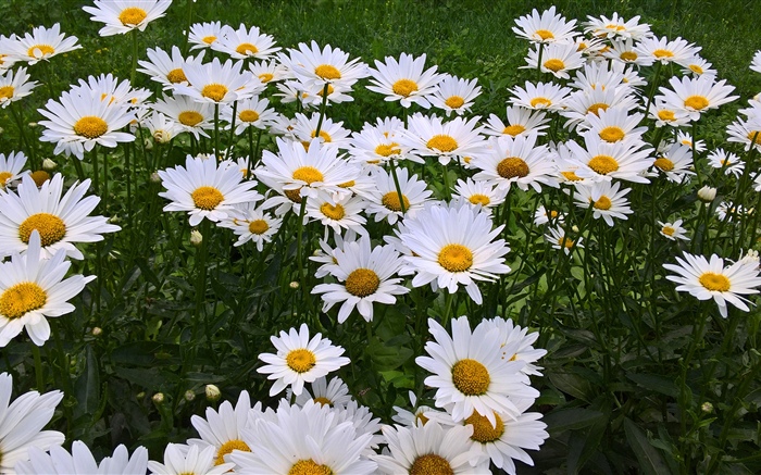 Flores de manzanilla blanca, jardín Fondos de pantalla, imagen