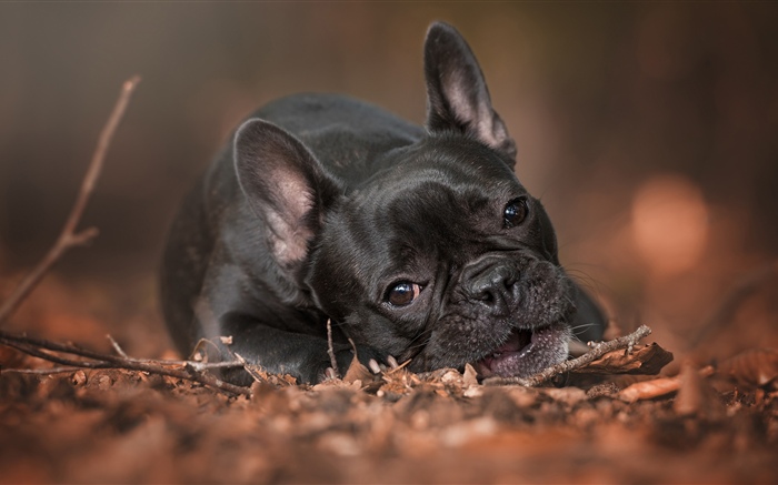 Bulldog francés, descanso, suelo Fondos de pantalla, imagen