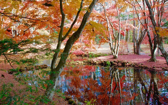 Arboles, estanque, parque, otoño Fondos de pantalla, imagen