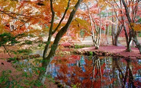 Arboles, estanque, parque, otoño HD fondos de pantalla
