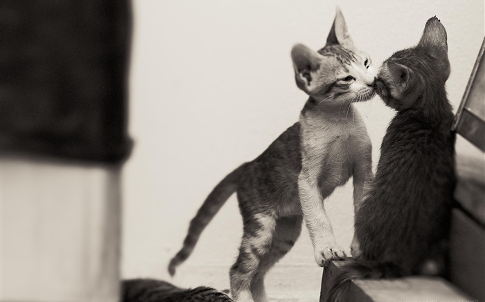 Dos lindos gatitos Fondos de pantalla, imagen