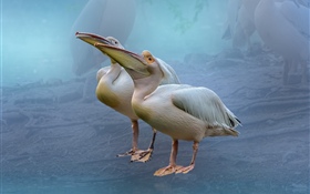 Dos pelicanos HD fondos de pantalla