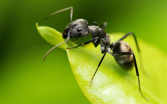 Hormiga, hoja verde, insecto Fondos de pantalla, imagen