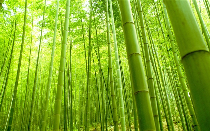 Bosque de bambú, verde, verano Fondos de pantalla, imagen