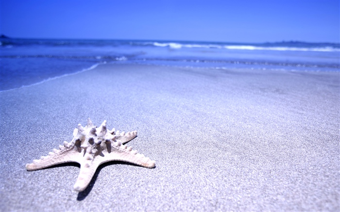 Playa, estrella de mar, mar Fondos de pantalla, imagen