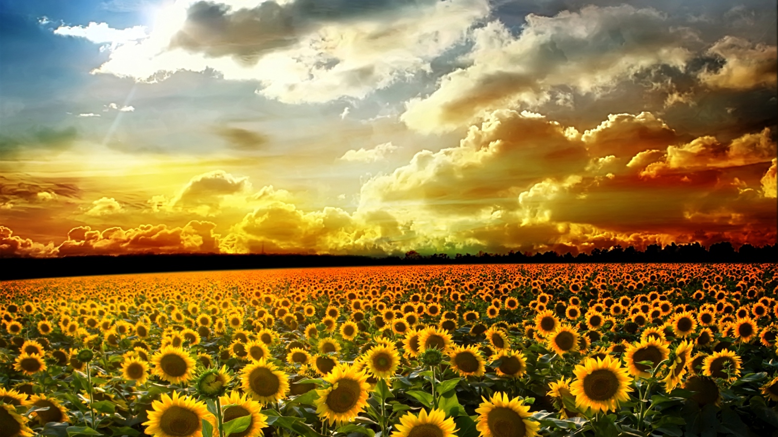 Hermosos girasoles, verano, sol, nubes. 1600x900 Fondos de pantalla