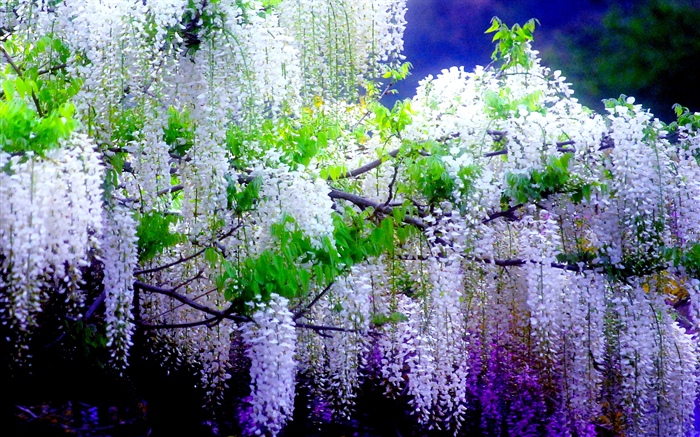 Hermosas flores de glicinia, primavera Fondos de pantalla, imagen
