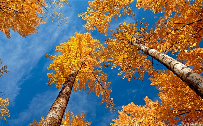 Abedul, árboles, cielo azul, otoño Fondos de pantalla, imagen