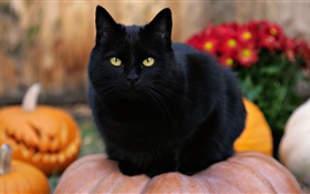 Gato negro, ojos amarillos, calabaza.
