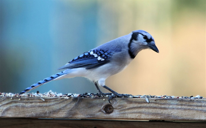 Pájaro pluma azul Fondos de pantalla, imagen