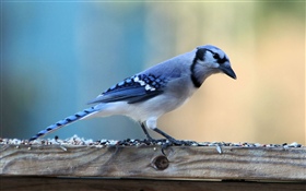 Pájaro pluma azul