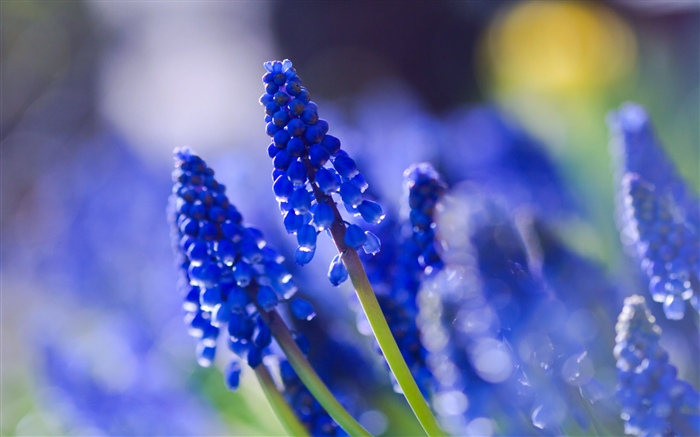 Flores azules, brumosas Fondos de pantalla, imagen