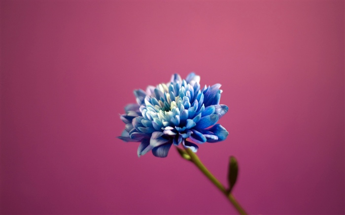 Flor de pétalos azul, fondo rosa Fondos de pantalla, imagen