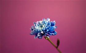 Flor de pétalos azul, fondo rosa HD fondos de pantalla