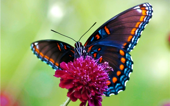 Mariposa, flor rosada Fondos de pantalla, imagen