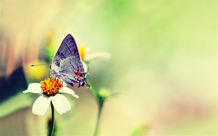 Mariposa, flor blanca, brujería Fondos de pantalla, imagen