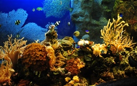 Pez payaso, pez, coral HD fondos de pantalla