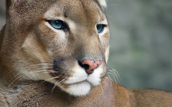 Puma, fauna, cara Fondos de pantalla, imagen