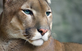 Puma, fauna, cara HD fondos de pantalla