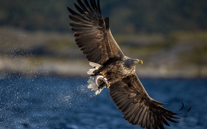 Águila captura de peces, alas, lago Fondos de pantalla, imagen