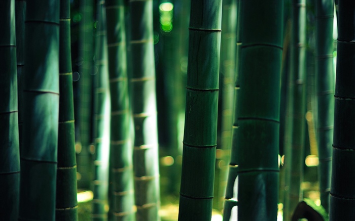 Bambú verde, tallo Fondos de pantalla, imagen
