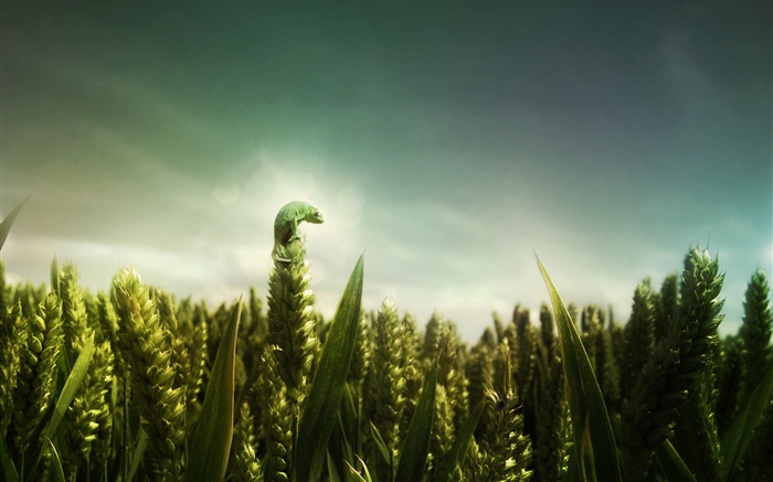 Lagarto verde, campo de trigo Fondos de pantalla, imagen