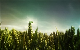 Lagarto verde, campo de trigo HD fondos de pantalla