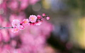 Flores de albaricoque rosa HD fondos de pantalla