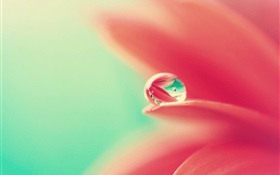 Pétalos de flor rosa, gota de agua