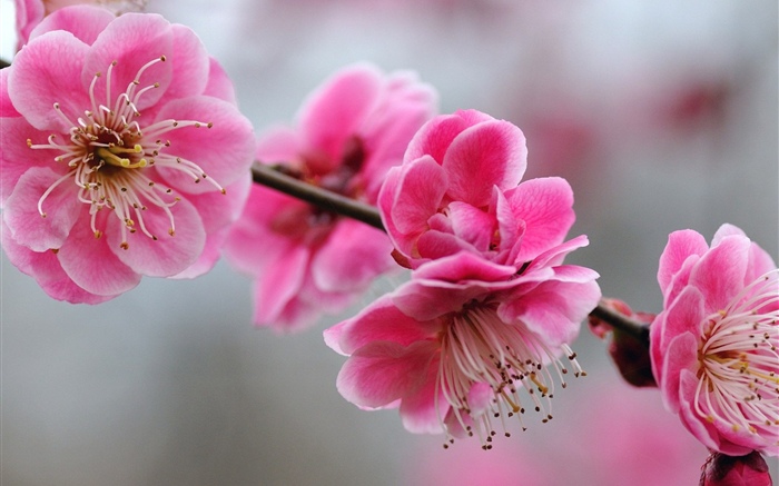 Flores de ciruela rosa, ramitas, primavera Fondos de pantalla, imagen