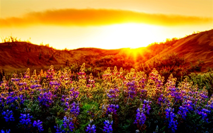 Flores moradas, puesta de sol Fondos de pantalla, imagen