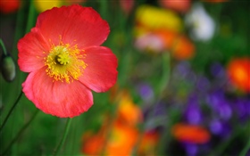 Flor de Amapola roja, pétalos HD fondos de pantalla