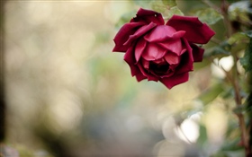 Rosa roja, pétalos, brumosa