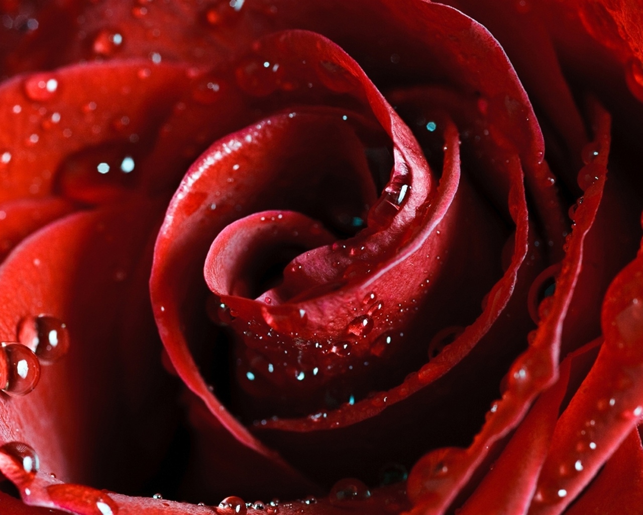 Rosa roja, pétalos, gotas de agua. 1280x1024 Fondos de pantalla