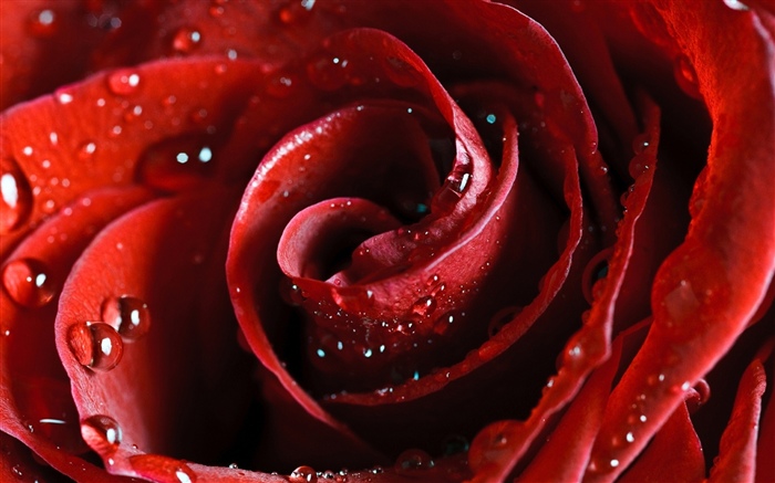 Rosa roja, pétalos, gotas de agua. Fondos de pantalla, imagen