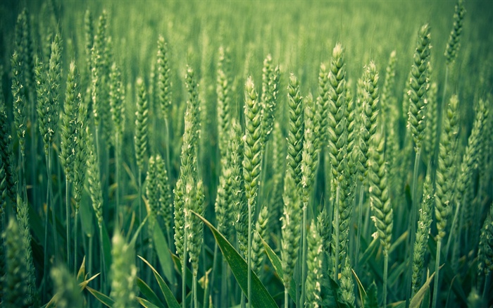 Campo de arroz, verde Fondos de pantalla, imagen