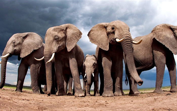 Algunos elefantes Fondos de pantalla, imagen