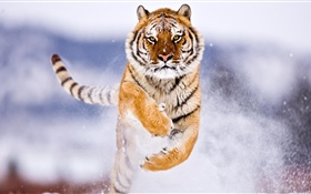 Tigre corriendo, nieve, invierno HD fondos de pantalla