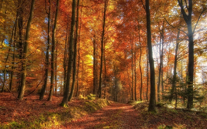 Árboles, bosque, otoño Fondos de pantalla, imagen