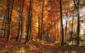 Árboles, bosque, otoño HD fondos de pantalla
